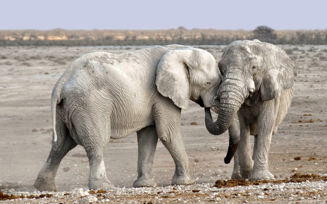Explore Namibia
