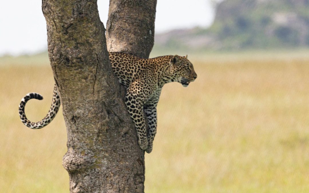Safari Yako