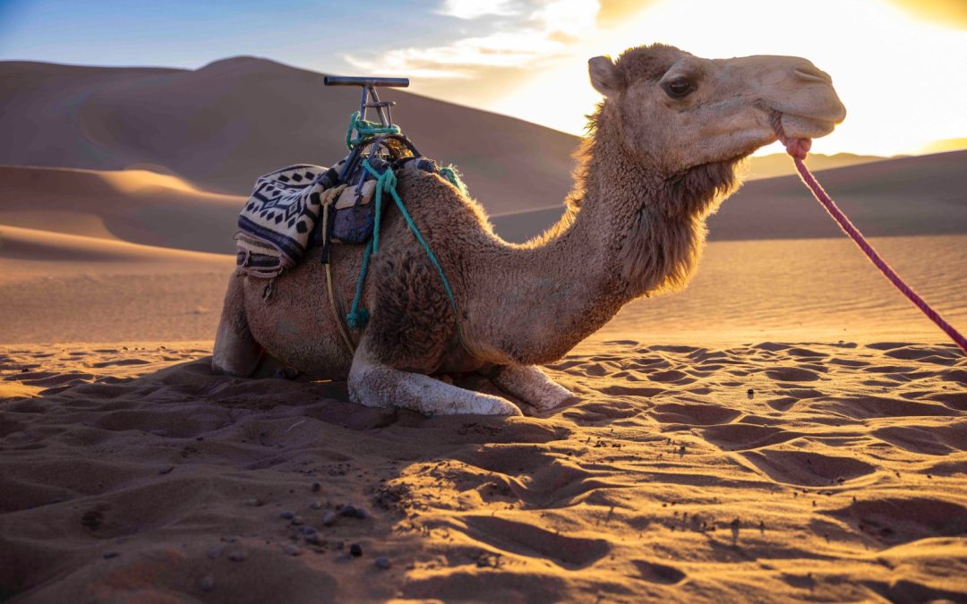 Dades Reizen