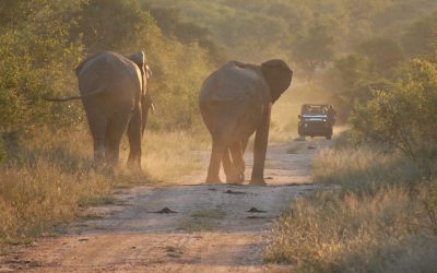 Out in Africa
