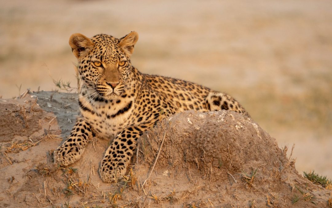 Antares Safaris