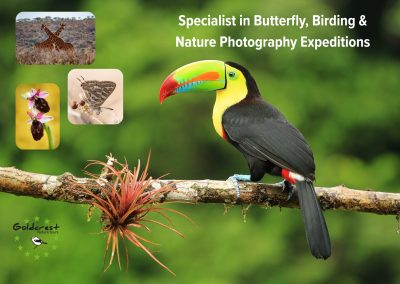 Goldcrest Nature Tours
